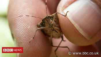 Brown stink bug among 'future threats' to gardens