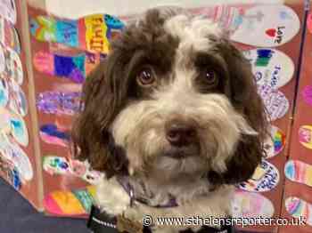 Therapy dog Pippa welcomes back youngsters at St Helens school - St Helens Reporter