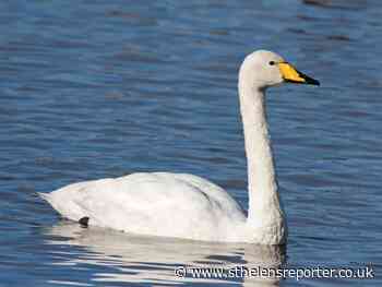 Birdwatchers record 94 different species spotted in St Helens during lockdown - St Helens Reporter