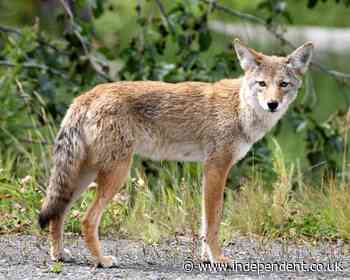 Coyote that bit five people, including two children, in San Francisco area is caught