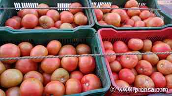 Se inicia la zafra del tomate en la provincia de Los Santos - La Prensa Panamá