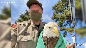 Raleigh officer rescues injured bald eagle from off ramp at Interstate 540 and Aviation Parkway