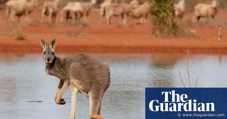 'Like champagne, mate': how a US kangaroo ban could kill off an Indigenous opportunity