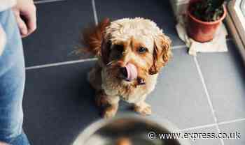 Dog and cat food shortage hits supermarkets with stocks to be hit 'for months' - Express