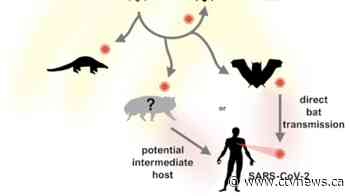 SARS-CoV-2 'ready-made' for human transmission, study suggests