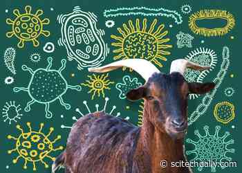 The Green Secrets of Goat Poop – Smarter Materials, Better Medicines, and Sustainable Biofuels