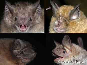 Accurate Aging of Wild Animals Thanks to Discovery of First Epigenetic Clock for Bats