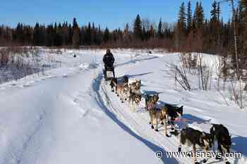 Dog Illness Prompts Former Iditarod Champion to Scratch