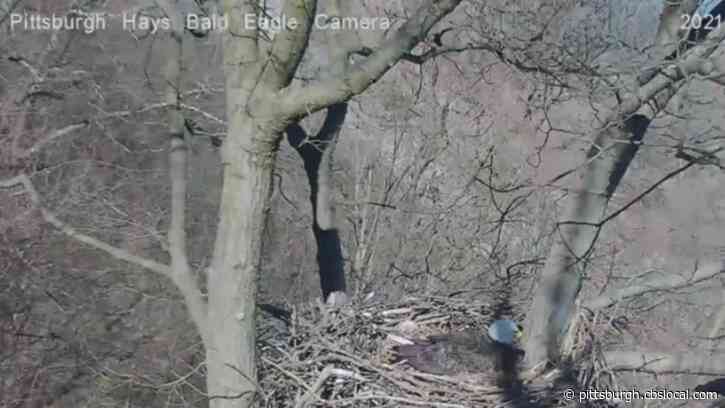 WATCH: Red-Tailed Hawk Makes Flyby Swipes At Hays Bald Eagle Incubating Eggs