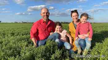 Farmers turning damaged lentils meant for cattle feed into gluten-free flour for cookies and bread