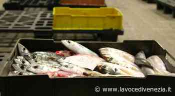 Fermo pesca quasi raddoppiato nel 2021. Operatori del settore in gravi difficoltà - La Voce di Venezia