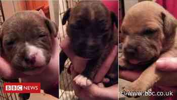 Blackburn puppies: Two arrested after nine dogs stolen in burglary