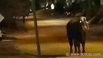 A month later, a runaway steer is still making hay in Rhode Island - Boston.com