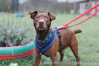 Man with lifetime ban from keeping dogs charged with 10 offences under Animal Welfare Act