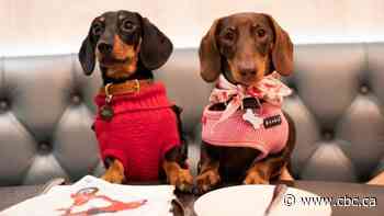 From scavenger to household royalty: How dogs evolved from wolves to pampered pets