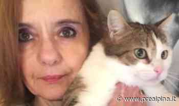 Gatti, la strage continua - La Prealpina