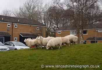 WATCH: ‘Lost’ flock of sheep spotted on housing estate