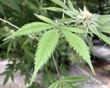 Dana Hall McCain: Medical cannabis has potential for profound positive impact on lives - AL.com