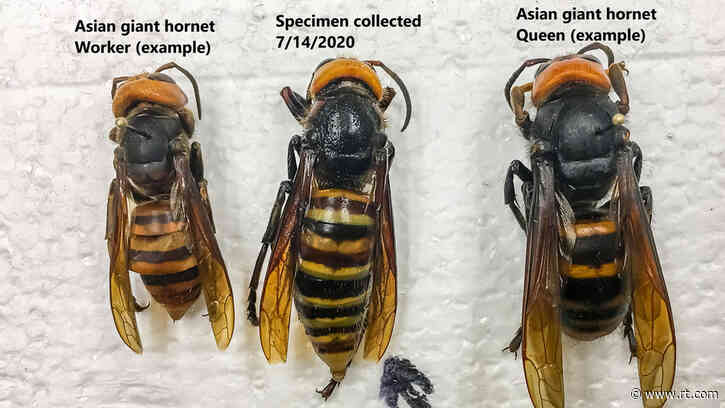 Experts warn MURDER HORNETS could resurface in US in the spring