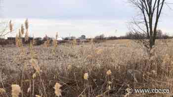 Property developer vows to protect Pickering wetland after Amazon cancels warehouse plans