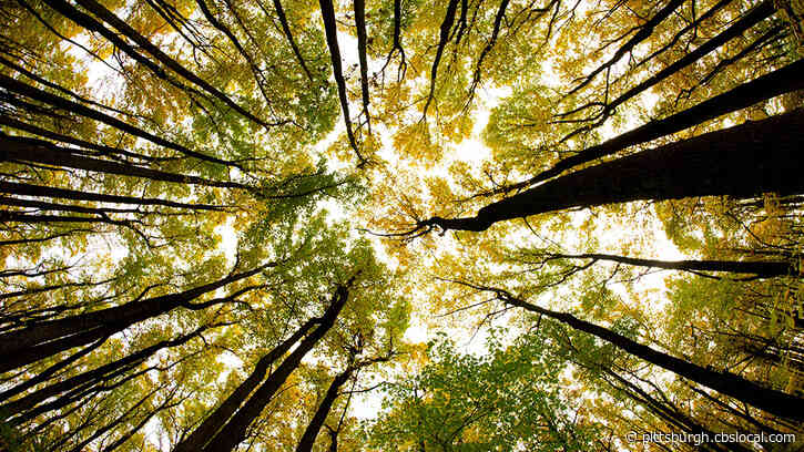 City Of Monessen Looking For Donations To Help Beautify Parks