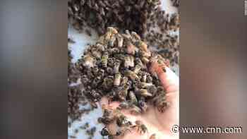 Beekeeper's hive rescue method has the internet buzzing