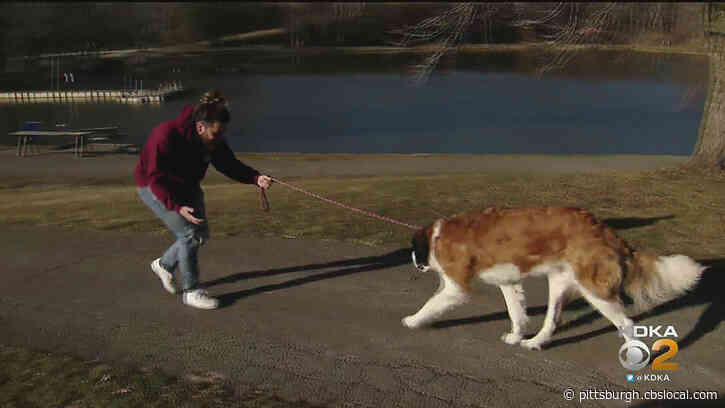 Keeping You & Your Dog Safe As The Weather Gets Nicer