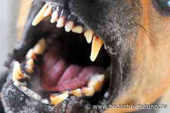 Es war kein Wolf: Ein Hund hat das Schaf in Steinen gerissen - Steinen - Badische Zeitung