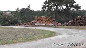 Naturliebhaber in Sorge: Massive Holz-Schlägerungen im Föhrenwald bei Neunkirchen - Neunkirchen - meinbezirk.at