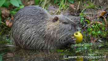 De bever krijgt 'alle ruimte' van de provincie, maar mag bij overstromingsgevaar worden gedood - Omroep West