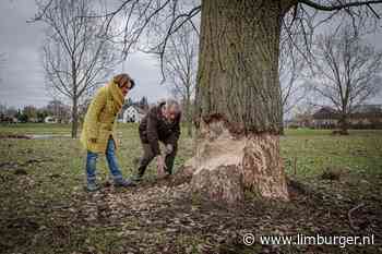 Bever blijft voor overlast zorgen in Roermond - De Limburger