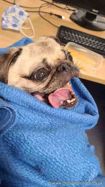 Stolen pug found in Bexley park and reunited with Kent owner