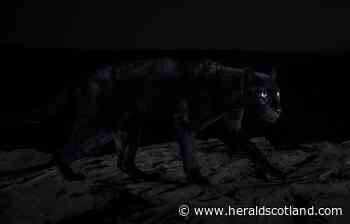 Will Burrard-Lucas goes in search of the black leopard - HeraldScotland