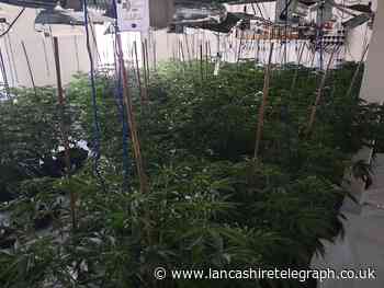 Cannabis farm with over 200 plants found in Blackburn