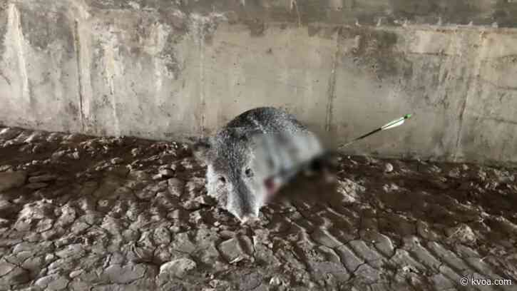 Suspect wanted after javelina shot in face with arrow in Marana