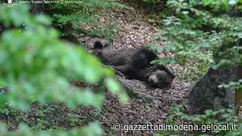 Modena attrezza un’area speciale per ospitare orsi - La Gazzetta di Modena