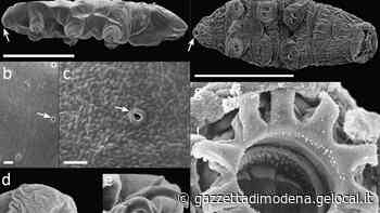 Modena dedica i nuovi tardigradi a Greta Thunberg - La Gazzetta di Modena