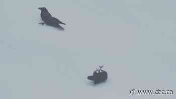 Vancouver photographer's video of ravens playing like puppies in the snow goes viral