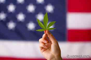 The Uprising: The Legalization of Cannabis in Rhode Island – Uprise RI - Uprise RI