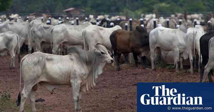 China's taste for beef drives record exports from Brazil