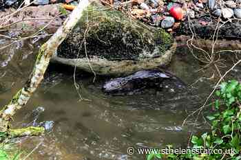 Beavers rescued from Scotland arrive at new home in Cornwall - St Helens Star