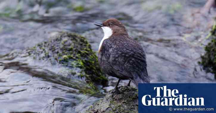 Country diary: going with the flow of the dipper's song