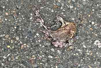 Padden overleven oversteek niet in Boechout (Boechout) - Gazet van Antwerpen