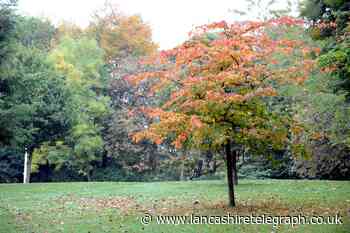 Burnley: no felling of trees that interfere with TV