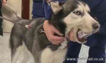 Greedy husky gets unopened food can stuck in its mouth in China - Daily Mail