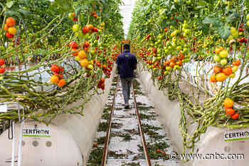 Middle East start-up that grows food in the desert raises $60 million in funding - CNBC