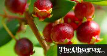 Which is every food grower’s best friend, fruit or veg? - The Guardian