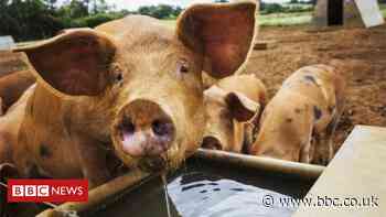 Green Brexit didn't happen, says environmental coalition