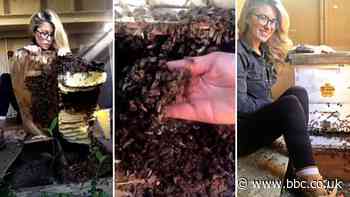 Texas beekeeper viral videos saving bee nests