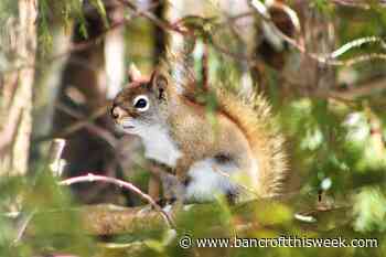 A new tool - Bancroft This Week